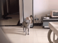 这辈子 第一次这么讨厌猫