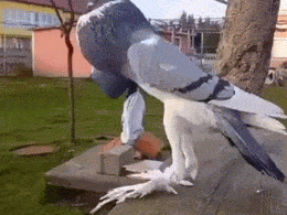 雄赳赳气昂昂的品种